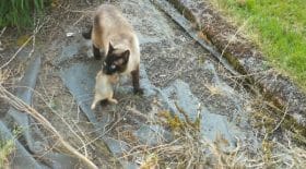 Un chat et un hibou se battent pour un lapin !
