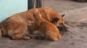 chat, chien, chat et chien, complicité animaux, chat masse chien, massage, Vietnam