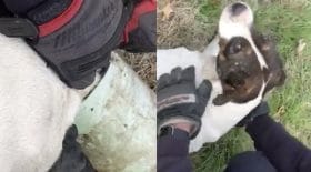 Vous ne devinerez jamais dans quoi ce chien s'est coincé la tête....