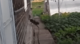 chien, chat, chien attrape chat, maitresse, chien obéissant