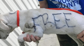 chien, chiot, chiot abandonné, chiot cage, marqueurs corps, messages, maltraitance