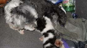 Ce chien a reccueilli un chaton abandonné sur le bord de la route