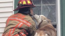Ce chien reconnaissant embrasse un pompier qui lui a sauvé la vie !