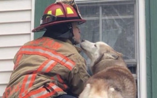 Ce chien reconnaissant embrasse un pompier qui lui a sauvé la vie !