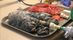poumons de fumeur expérience