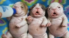 chiots mignons