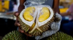 durian pourri