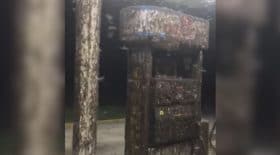 Une terrible invasion d'insectes en Louisiane