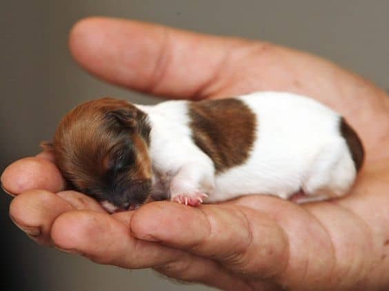 30 Photos De Chiots Beaucoup Trop Mignons Auxquels On Ne Peut Resister 30 Photos De Chiots Beaucoup Trop Mignons Auxquels On Ne Peut Resister