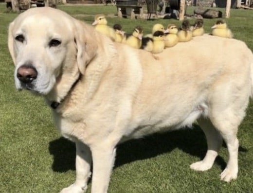 ce labrador adopte des canetons orphelins