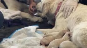 Une labrador donne naissance à huit chiots en plein milieu d'un aéroport