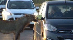 lion voiture portière ouvrir dents