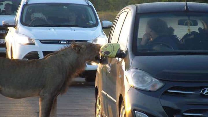 lion voiture portière ouvrir dents