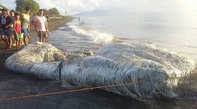cadavre monstre marin échoué sur la plage