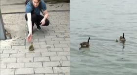 ils aident ce petit oison perdu à retrouver sa famille