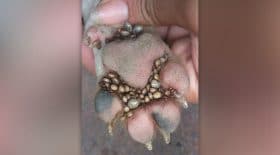 patte infestee parasites tiques
