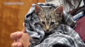 ce petit chaton a été sauvé in extremis !