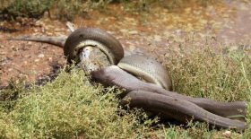 en Australie, cette bataille entre un python et un crocodile vire au carnage !
