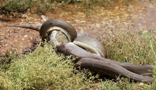 en Australie, cette bataille entre un python et un crocodile vire au carnage !