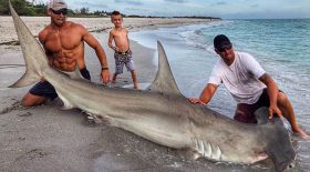 requin marteau homme viril pêcheur muscles