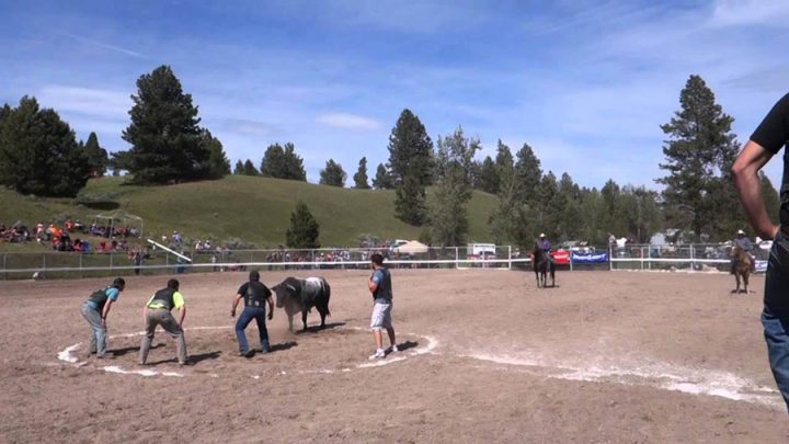 taureaux chargent hommes volontaires jeu corrida rodéo