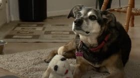 Cette chienne perd son maître subitement, sa réaction est déchirante