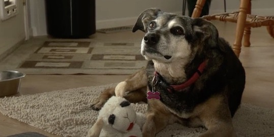 Cette chienne perd son maître subitement, sa réaction est déchirante