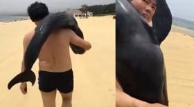 touriste vole un dauphin plage chine