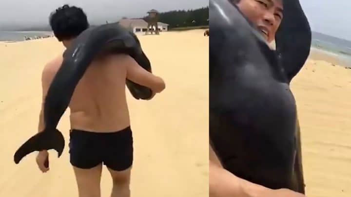 touriste vole un dauphin plage chine