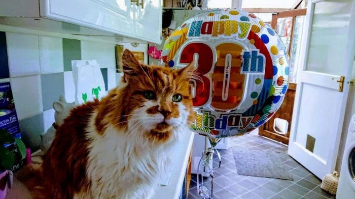 record longévité plus vieux chat 30 ans