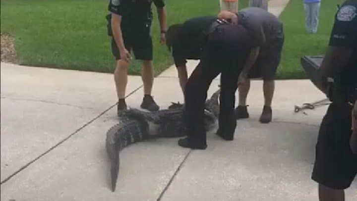 alligator assome policier queue