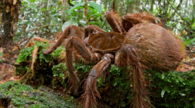 araignée, araignée géante, araignée la plus grosse au monde, animaux, dangereux, animaux dangereux, venin, Amérique du Sud