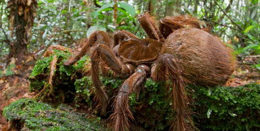 La Goliath Birdeater est l'araignée la plus grosse au monde