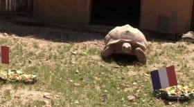 Ariane la tortue a pronostiqué pour France- Pérou