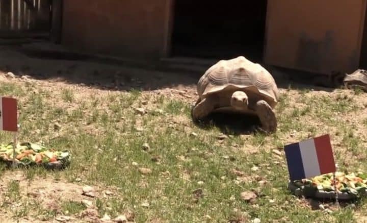 Ariane la tortue a pronostiqué pour France- Pérou