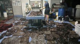 baleine meurt sacs en plastique