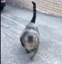 chat musclé