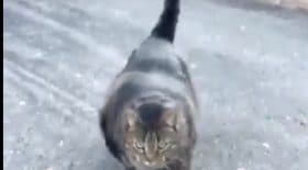 chat musclé
