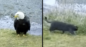 Ce chat s'en prend à un aigle trop fort pour lui