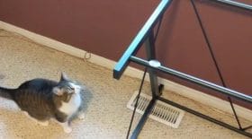 chat