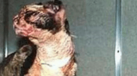 chatte, brooklyn, pompiers, chatons, scarlett, incendie, garage, sauve, maman, mère, chats, chat