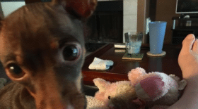 chien, chienne, animaux, animal de compagnie, peluche, adorable, famille