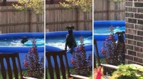 chien piscine