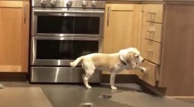 ce chien est vraiment très intelligent