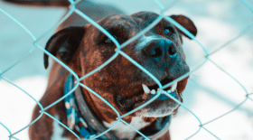 chienne, chienne enceinte, chiot, chienne euthanasiée, mort chien, refuge, maltraitance animale