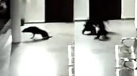 Une chienne défend son chiot face à un léopard