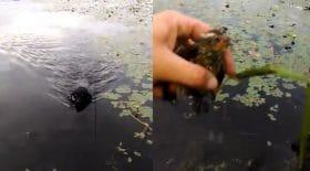 Un chien sauve un oisillon de la noyade !