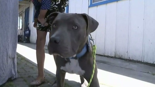 Ce chien a sauvé sa famille d'une tragédie