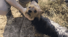 Un petit chien sauve son jeune maître de 3 ans