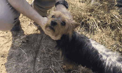 Un petit chien sauve son jeune maître de 3 ans
